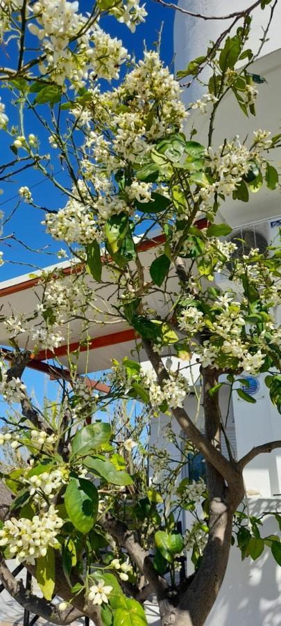 Silvi Mari Apartments Platanias Extérieur photo